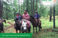 cuoi-ngua-trong-rung-taiga-thang-8-2016