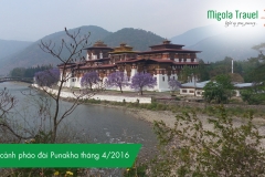 toan-canh-phao-dai-punakha-thang-4-2016