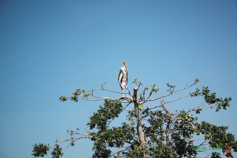 canh-chim-don-doc-safari-world