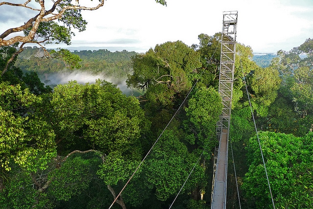 Công viên quốc gia Ulu Tempurong độc đáo với lối đi trên cao