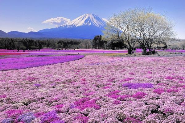 hoa-lavender-nhat-ban