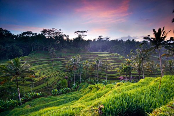 Làng Ubud thanh bình với những cánh đồng ruộng bậc thang xanh ngát