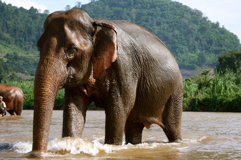 Ngắm Voi Tại Chiang Rai Thái Lan