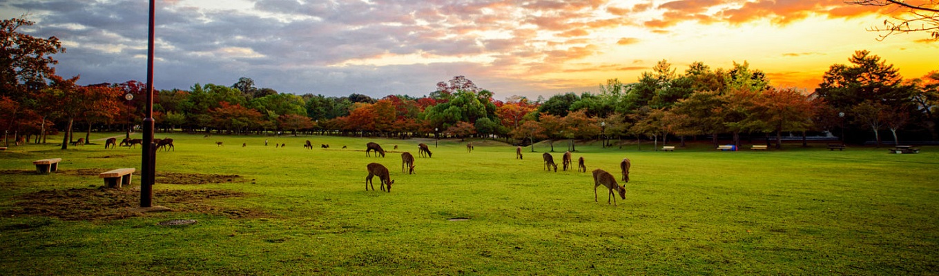 Công viên Nara Deer – là khuôn viên bao quanh của đền Todaiji. Ngoài các điểm tham quan thì nơi đây còn có hàng trăm con hươu tự do đi lại gặm cỏ. Đang sẵn lòng đón nhận sự cho ăn và chụp hình của khách tham quan