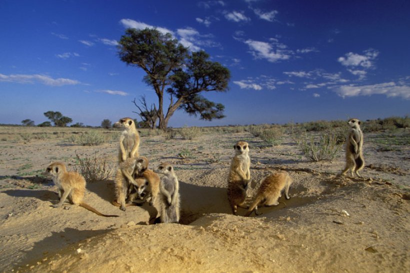 Nhiều loài động vật sinh sống ở Kgalagadi Transfrontier Park bất chấp khí hậu khô cằn