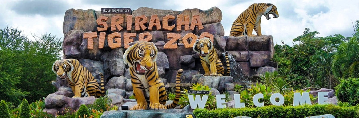 Sriracha Tiger Zoo, tại đây quý khách có thể chiêm ngưỡng mô hình nuôi hổ và lai tạo độc đáo của người Thái – Mô hình “heo nuôi hổ - hổ nuôi heo”. Ngoài ra, quý khách còn được thưởng thức các show diễn cực kỳ hấp dẫn như: show cọp, show cá sấu, show heo