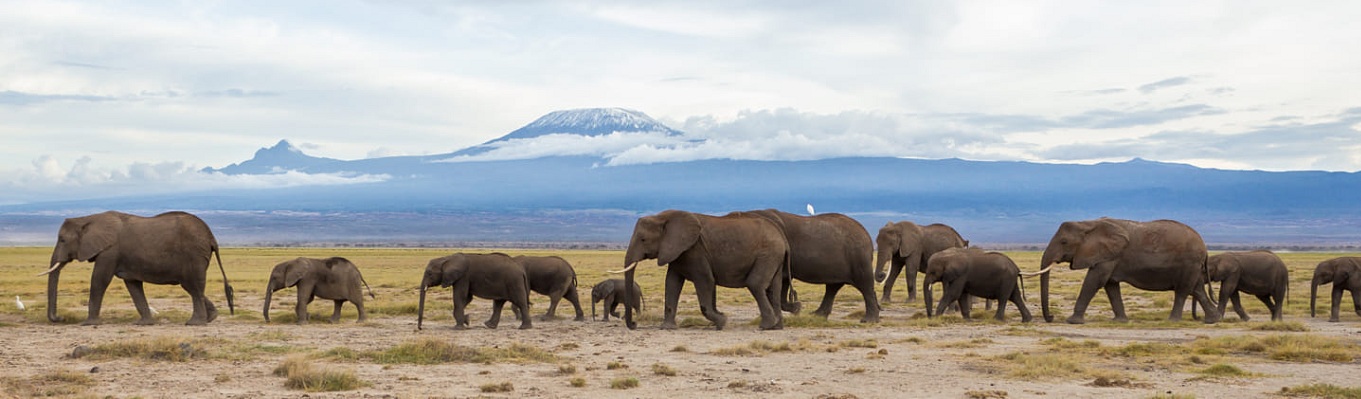 Ngọn núi Kilimanjaro - biểu tượng của Châu Phi, đồng thời là ngọn núi đứng đơn độc cao nhất thế giới