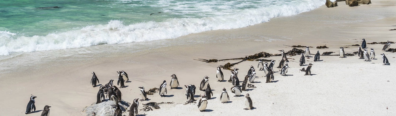 Bãi biển Boulders Beach, nơi du khách có thể ngắm nhìn các chú chim cánh cụt vô cùng dễ thương và tinh nghịch