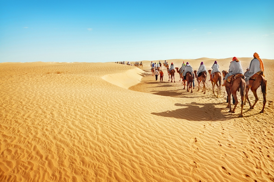 Bạch tuộc sa mạc sống cả nghìn năm nắm giữ bí mật loài người mơ ước