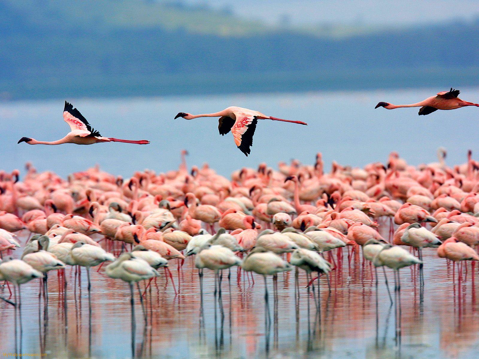 Kết quả hình ảnh cho Vườn quốc gia Hồ Nakuru kenya