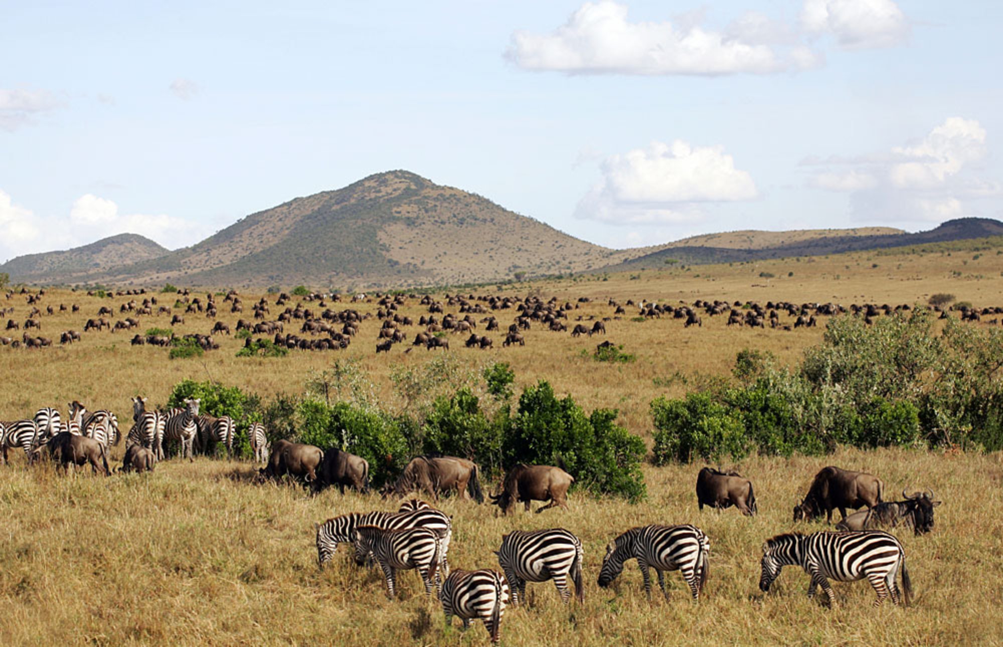 Maasai Mara