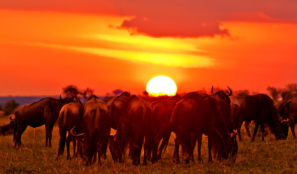 Masai-Mara-Safaris-Kenya