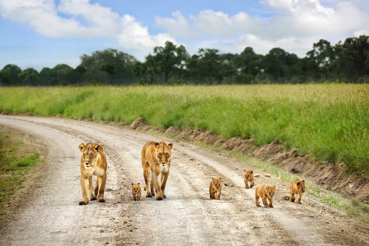 lion-family-masai-mara-kenya