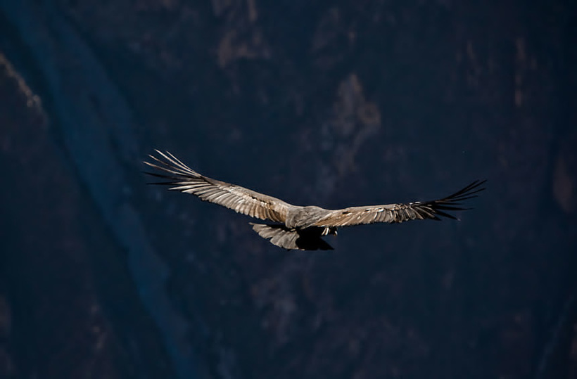 colca-bird