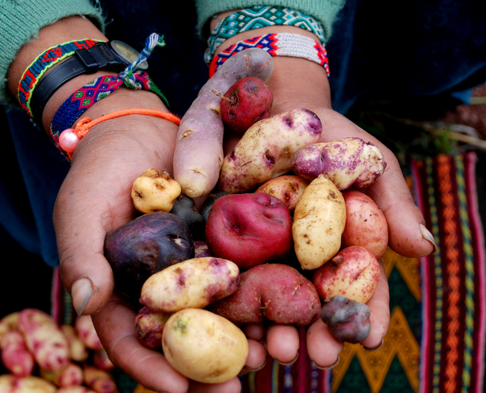 potato-peru