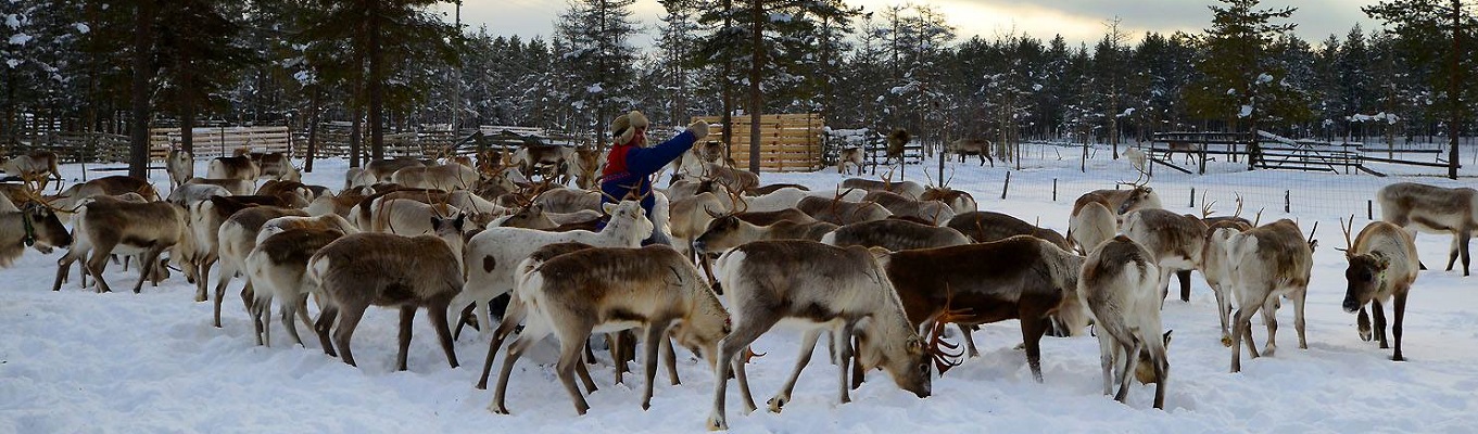 Tuần lộc vốn được nuôi dưỡng và thuần hoá tại nhiều nông trại ở tỉnh Lapland. Con vật này gắn liền với hình ảnh của miền đất Cực Bắc. Tại nông trại tuần lộc, du khách có thể trực tiếp cho chúng ăn và thoả sức chụp ảnh cùng thú cưng của Ông Già Noel.