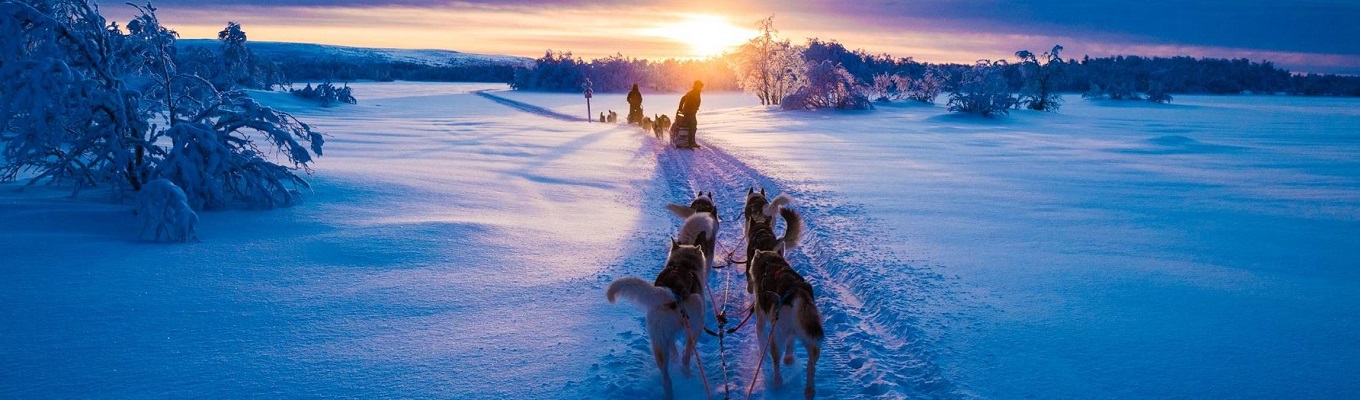 Husky Safari -  khám phá thiên nhiên hoang dã bằng xe trượt tuyết do những chú chó Husky kéo.