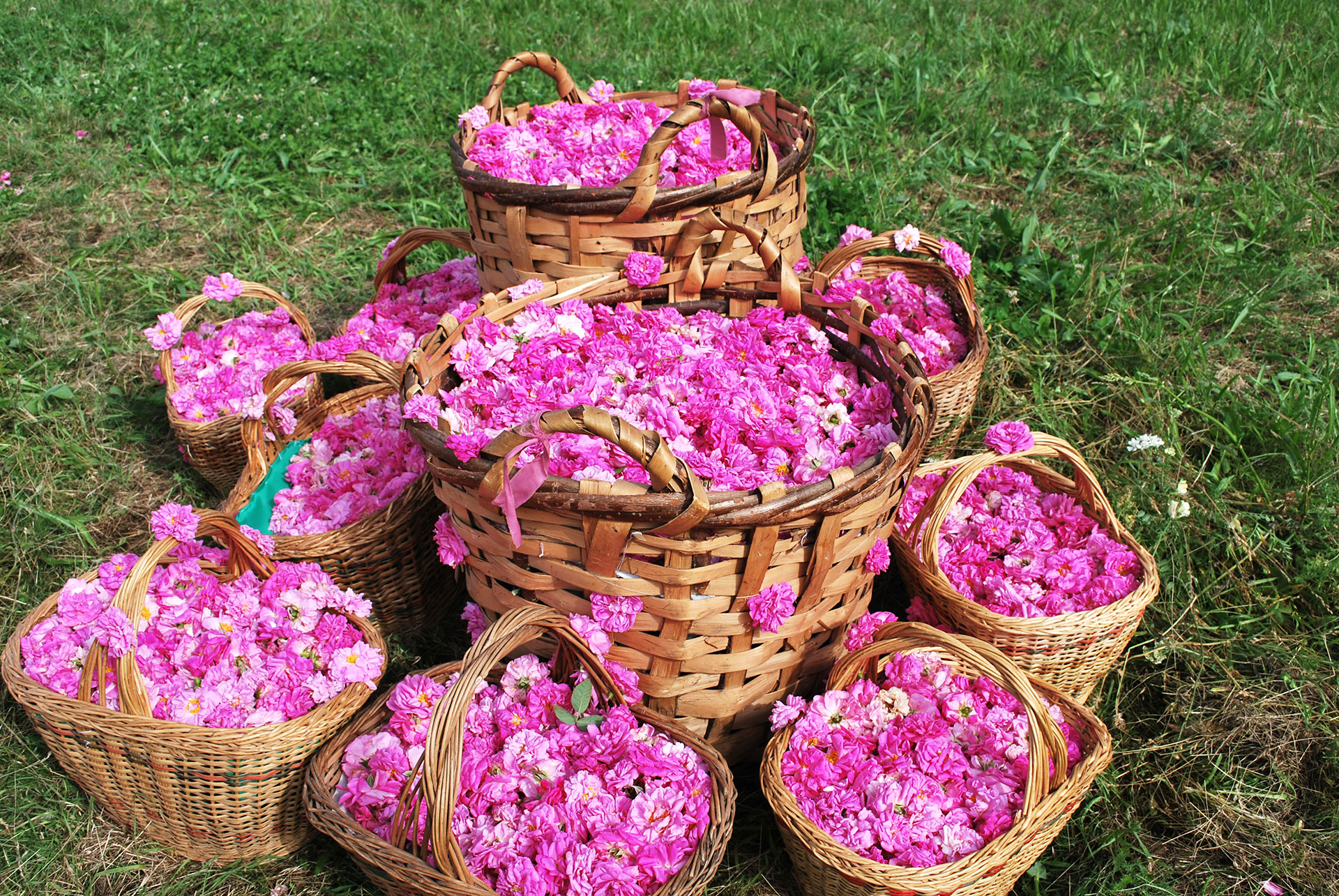 rose-valley-festival