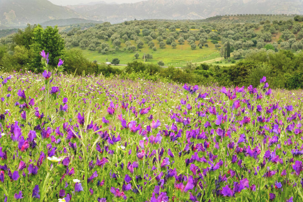 Mùa xuân ở Maroc (Morroco)