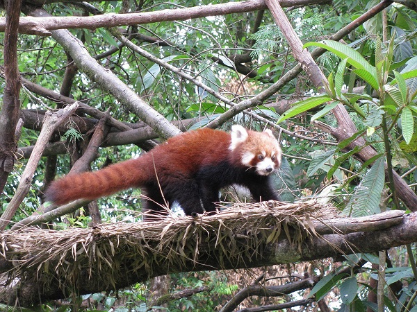 Vườn bách thú Himalaya Zoological Park.