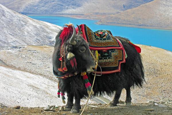 bò Tây Tạng