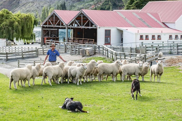 trang trại cừu khi du lịch New Zealand