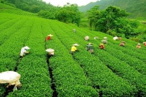 Vườn trà bao la xanh ngát của Darjeeling.