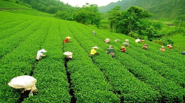 Vườn trà bao la xanh ngát của Darjeeling.