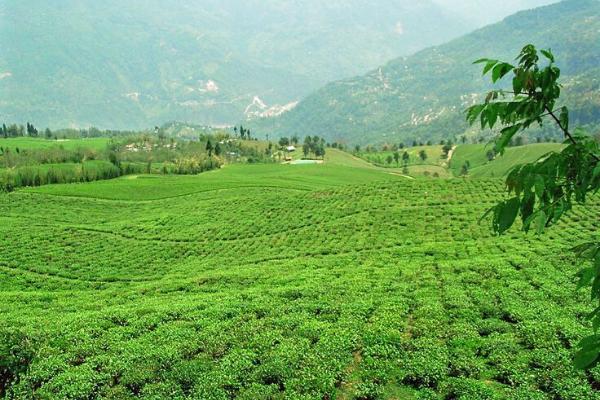 Vườn trà Temi tại cao nguyên Sikkim