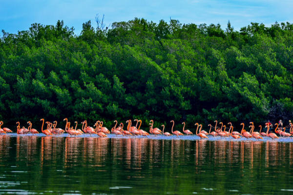 Laguna Guanaroca khi đến Cienfuegos