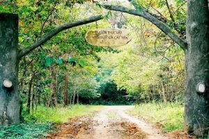 Vẻ đẹp tinh khiết và hoang dã của Vườn Quốc Gia Cát Tiên.