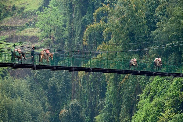 Con đường tea horse