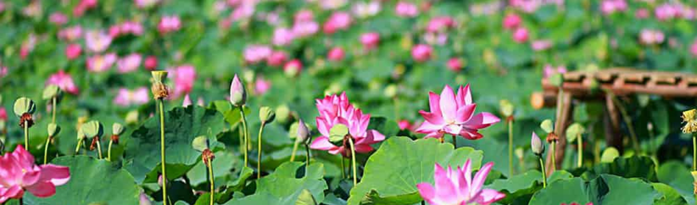 Đồng Tháp Mười - vùng đất ngập nước đặc biệt nhất ở Nam Bộ cũng như về loài hoa được xem là quốc hoa của Việt Nam dù chưa có văn bản pháp luật công nhận.