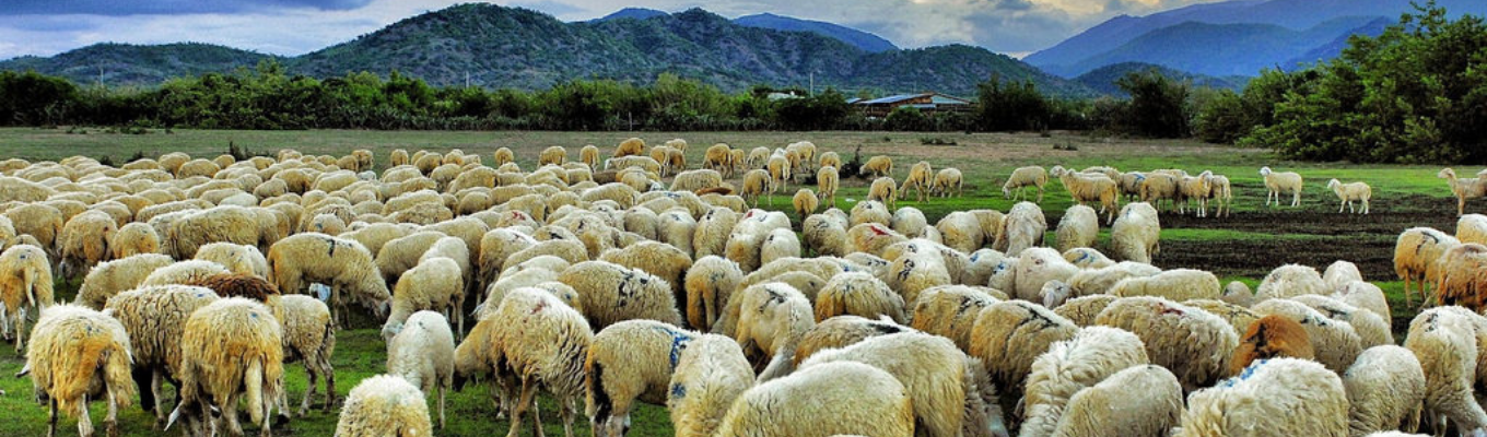 Đồng cừu suối Nghệ là những đàn cừu được chăn thả trên cánh đồng cỏ xanh mướt, thấp thoáng những ngọn đồi khiến cho khung cảnh như những thảo nguyên xa xôi ở Bắc Á.