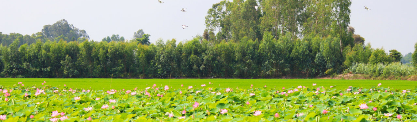 Đồng sen Tháp Mười: Từ trên đỉnh tháp phóng tầm mắt ra xung quanh là cánh đồng lúa trải dài tít tắp.