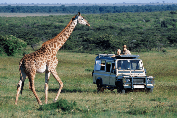 game drive