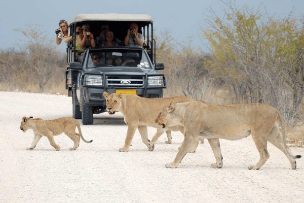 game drive Chobe