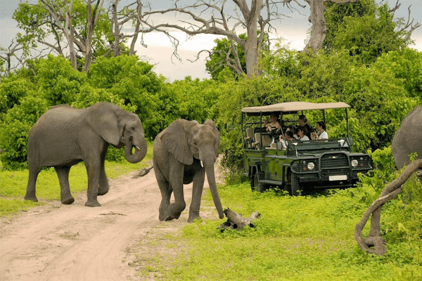 Chobe game drive