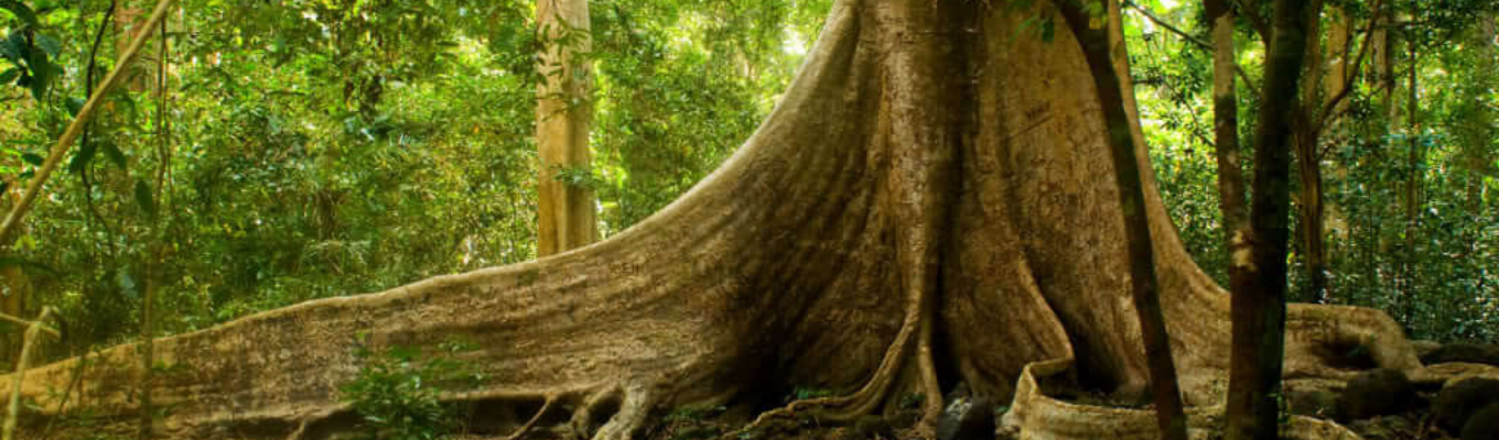Cây Tung Cổ Thụ được mệnh danh là người đẹp của rừng già hình dạng tương tự như chiếc váy rất đẹp.