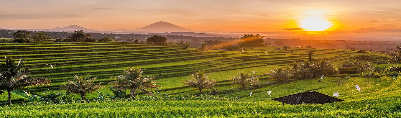 Ruộng bậc thang cùng hệ thống tưới tiêu truyền thống Subak trở thành một nét đẹp văn hóa xen lẫn thiên nhiên cực kì độc đáo.