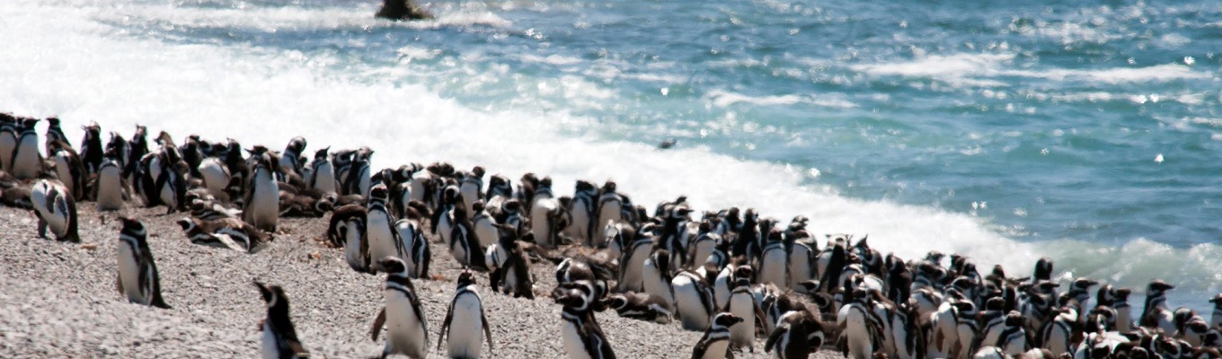Một trong những lí do khiến Parque Pinguino Rey trở thành trung tâm bảo tồn chim cánh cụt lớn nhất Nam Mỹ chính là vì nguồn thức ăn dồi dào đến từ hệ sinh thái ở gần cửa sông Marassi.