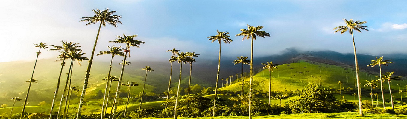 Thung lũng Valle de Cocora nơi để mọi du khách tìm hiểu về một Di sản văn hóa được UNESCO công nhận – Di sản "cảnh quan văn hóa cà phê" của Colombia. 