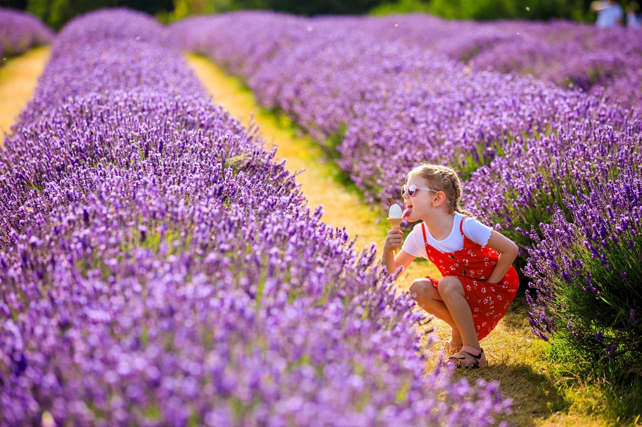 Mayfield Lavender