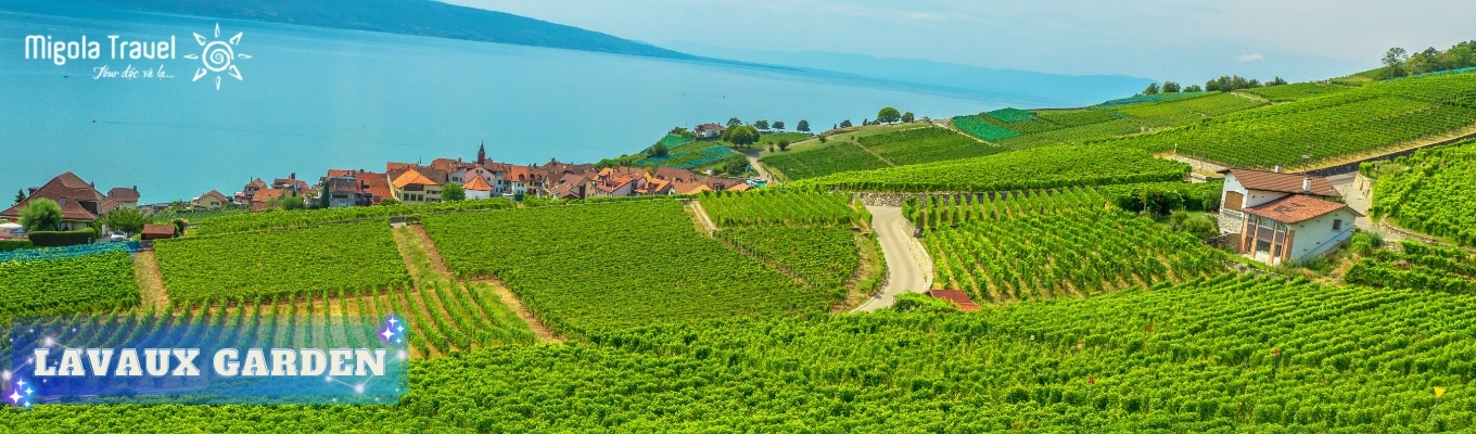 Ruộng nho bậc thang Lavaux – một di sản thế giới được UNESCO công nhận