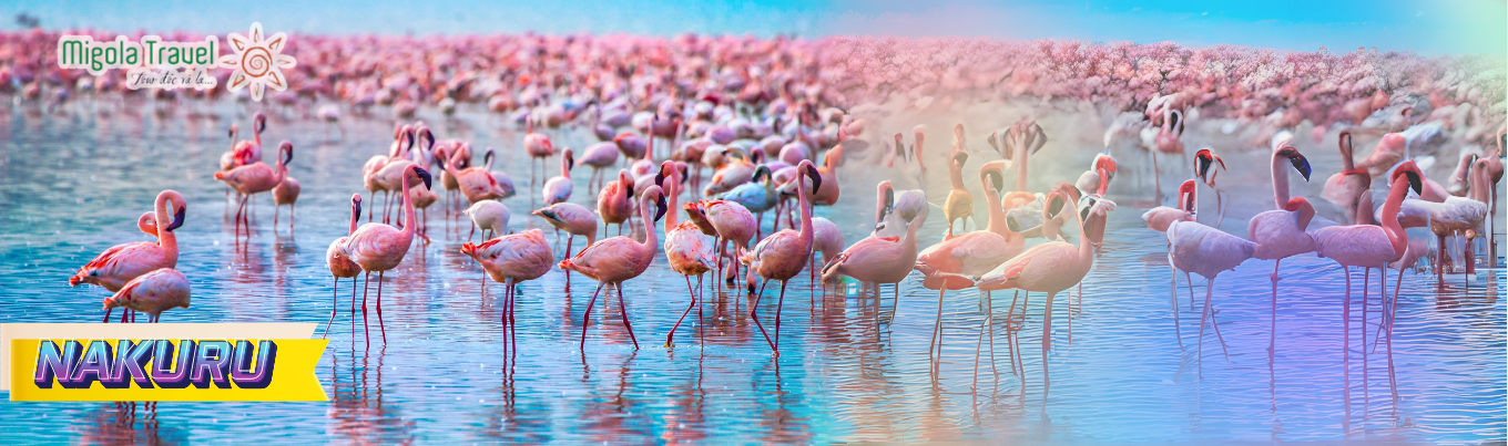 Nakuru là hồ nước mặn tự nhiên lớn nhất tại Kenya, nằm ở độ cao 1.754m so với mực nước biển. Hồ Nakuru nổi tiếng tại Kenya cũng như trên thế giới bởi loài chim hồng hạc. Chúng sinh sống và làm tổ dọc theo bờ hồ, nhìn từ xa mặt hồ như được phủ kín toàn một màu hồng của hàng triệu con hạc từ khắp nơi hội tụ về.