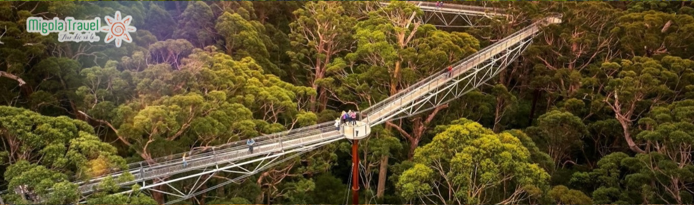Valley of the Gaints – Tree Top Walk được thiết kế để du khách có thể đi dạo trên lối đi bộ nổi tiếng đưa du khách qua những tán cây 400 năm tuổi và đắm chìm vào sắc xanh của khu rừng rậm rạp. Khi đến đây, du khách có thể thấy cả “thế giới xanh” như được thu trọn chỉ trong một ánh nhìn.