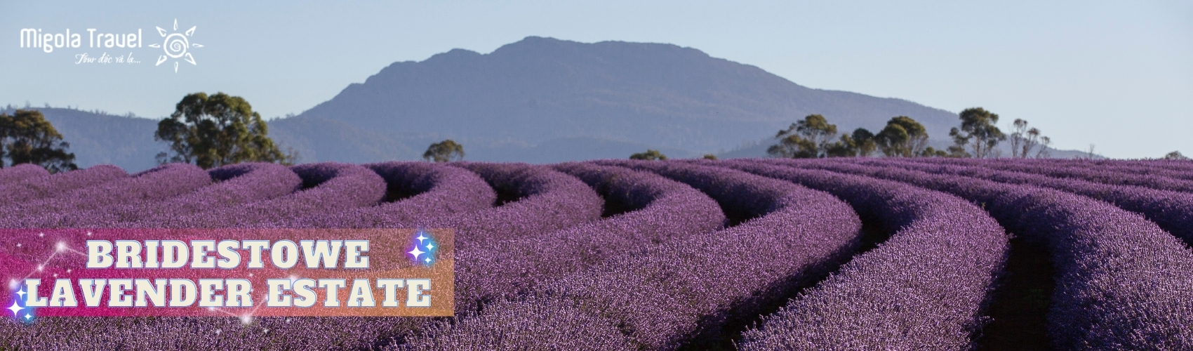 Cánh đồng oải hương Bridestowe Lavender Estate: cánh đồng oải hương nằm cách trung tâm Launceston khoảng 50km về phía Đông Bắc. Với cảnh quang ngoạn mục của hoa oải hương nở rộ từ tháng 12 tới tháng 1 hằng năm đây được xem là cánh đồng oải hương lớn nhất Nam bán cầu.