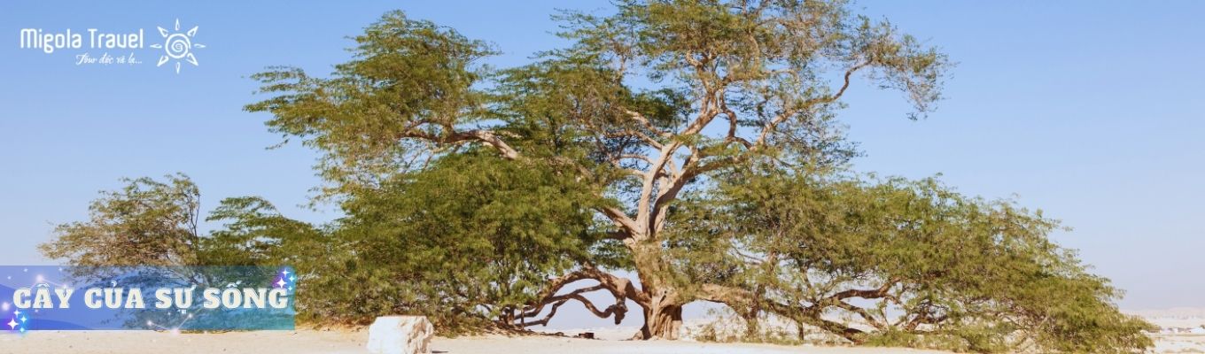 Cây của sự sống: là một cây đơn độc mọc giữa sa mạc Bahrain, được cho là tồn tại hơn 400 năm và là biểu tượng của sự mạnh mẽ và sự sống bền bỉ giữa môi trường khắc nghiệt. Không rõ như thế nào cây sống sót vì Bahrain có ít hoặc không có mưa trong suốt cả năm giữa vùng nước mặn của vịnh Arabia.