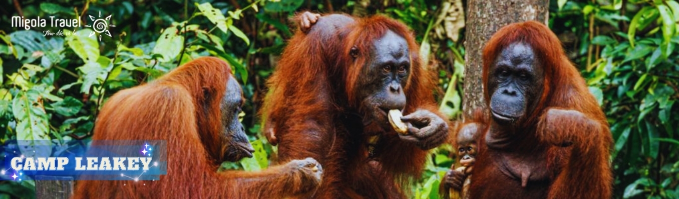 Được thành lập từ những năm 1970, Camp Leakey không chỉ là một trạm nghiên cứu, mà còn là biểu tượng của nỗ lực bảo tồn đười ươi trên toàn thế giới. Nơi đây gắn liền với tên tuổi của nhà linh trưởng học Biruté Galdikas – người đã dành phần lớn cuộc đời mình để nghiên cứu và bảo vệ loài linh trưởng đặc biệt này giữa những cánh rừng Borneo.