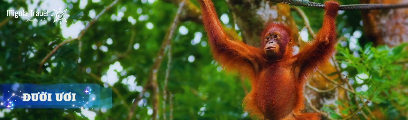 Pondok Tanggui – khu vực phục hồi và chuẩn bị tái thả đười ươi về tự nhiên 